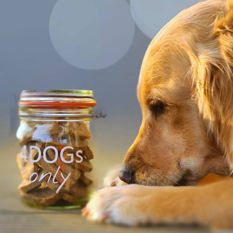 zeckenschutz hund selber machen